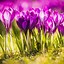 Image result for Flower Aesthetic HD Wallpaper 1600X900