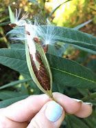 Image result for Milkweed Plant Seed Pods