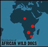 Image result for African Wild Dog Habitat Map