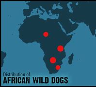 Image result for African Wild Dog Memes