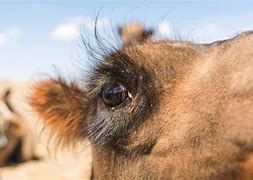 Image result for Cartoon Camel with Eye Lashes