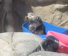 Image result for Blue Otter Plush