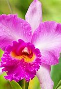 Image result for Brazil's National Flower