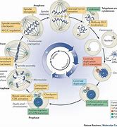 Image result for Biology Cycle