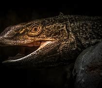 Image result for Monitor Lizard Swimming