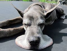 Image result for Great Dane Cute