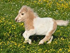 Image result for Smallest Horse