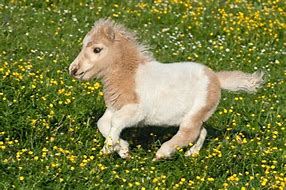 Image result for Small Horse Breeds