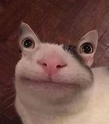 Image result for Cat Looking at You Meme