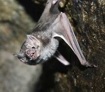 Image result for Vampire Bat Cave