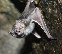 Image result for Vampire Bat Pic Cute