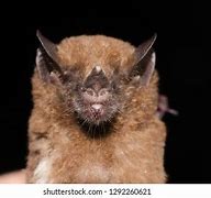 Image result for Tailless Bat