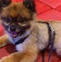 Image result for Show Me a Picture of a Pug Pomeranian Mix