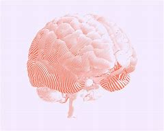 Image result for Brain Drawing Front View