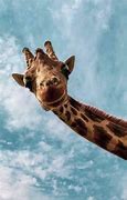 Image result for Giraffe Funny Animal Desktop Wallpaper