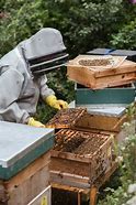 Image result for Lackawanna College Beekeeping