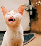 Image result for Laughing Cat Insta