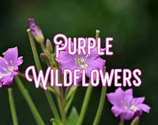 Image result for Wildflower with Purple Flowers