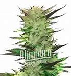 Image result for Fire OG Pre-Rolls