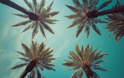 Image result for Palm Tree PFP