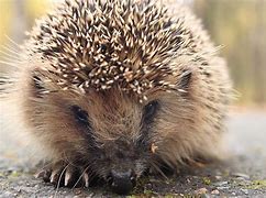 Image result for Porcupine as a Pet