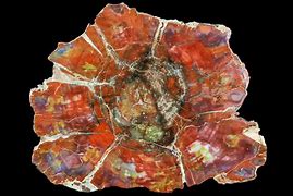 Image result for Red Petrified Wood