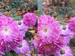 Image result for iPhone 5 vs 4S Difference