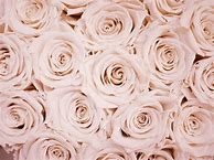 Image result for Rose Gold Aesthetic PFP