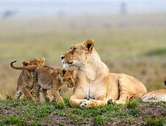 Image result for Safari Adventure in Kenya