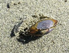 Image result for Burrowing Clam Color