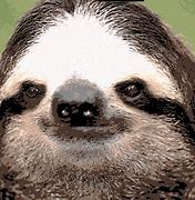 Image result for Weird Sloth Face