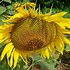 Image result for Sunflower Bloom