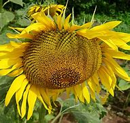 Image result for Sunflower Desktop