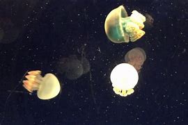 Image result for Osaka Aquarium Jellyfish