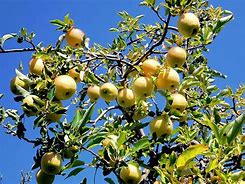 Image result for Different Types of Yellow Apple's