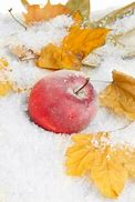 Image result for Red Apple with Snow