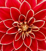 Image result for Red Flower Photography White Background