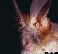 Image result for Bat Face Grasphic