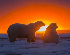 Image result for Polar Bear Snow Meme