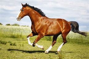 Image result for Top Horse Breeds