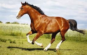 Image result for Horse Breeds of the World