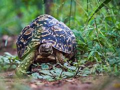豹纹陆龟 的图像结果