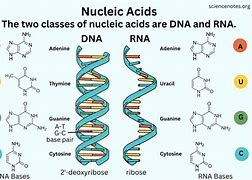 Image result for Biochemistry Nucleic Acids