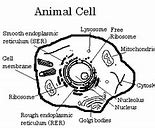 Image result for Giraffe Cells