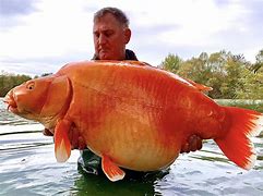 Image result for World's Biggest Goldfish