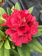 Image result for Rhododendron (Y) Dopey