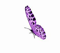 Image result for Purple and Black Butterfly Clip Art