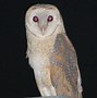 Image result for Long-Eared Owl Meme