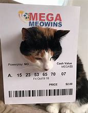 Image result for Lottery Cat Meme