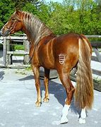 Image result for Chestnut Andalusian Horse